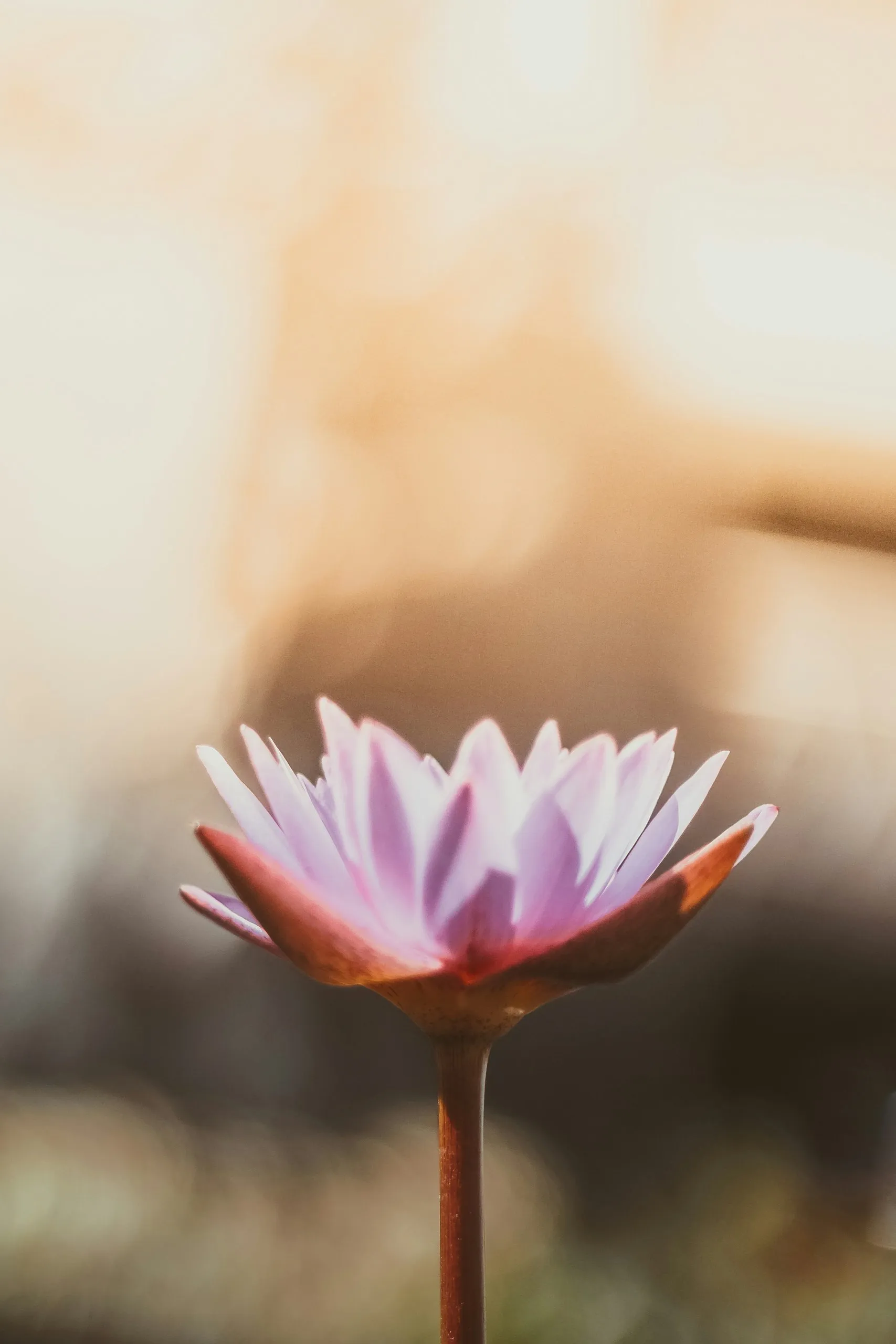Bild einer Lotus-Blume